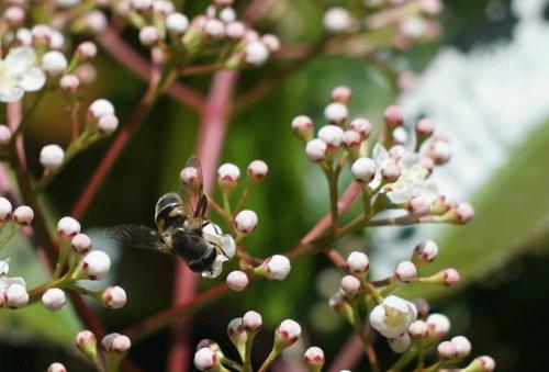 Eristalis sp.